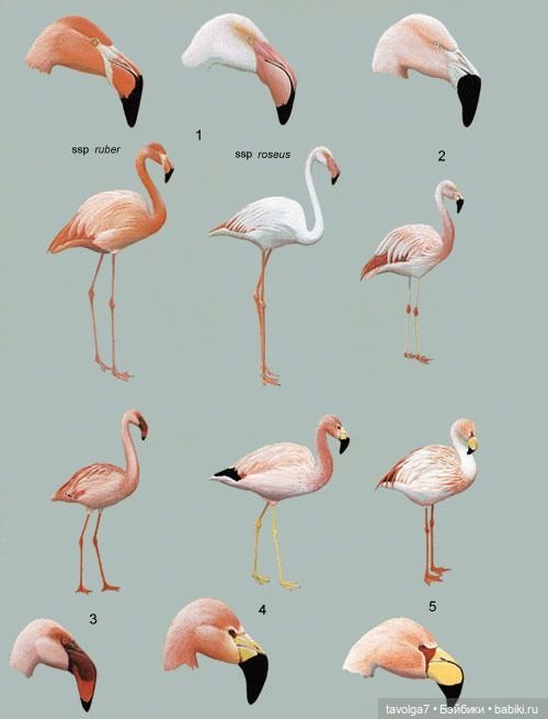 23 июня - День Розового Фламинго (фото 7)