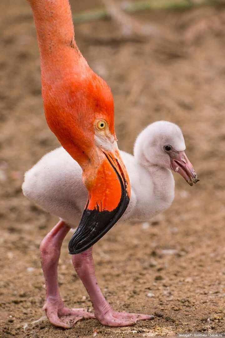 23 июня - День Розового Фламинго