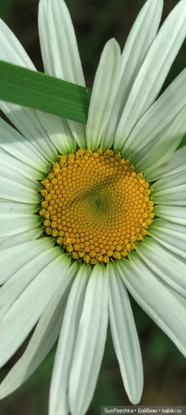 Не такая как все. ЛилиБет (фото 8)