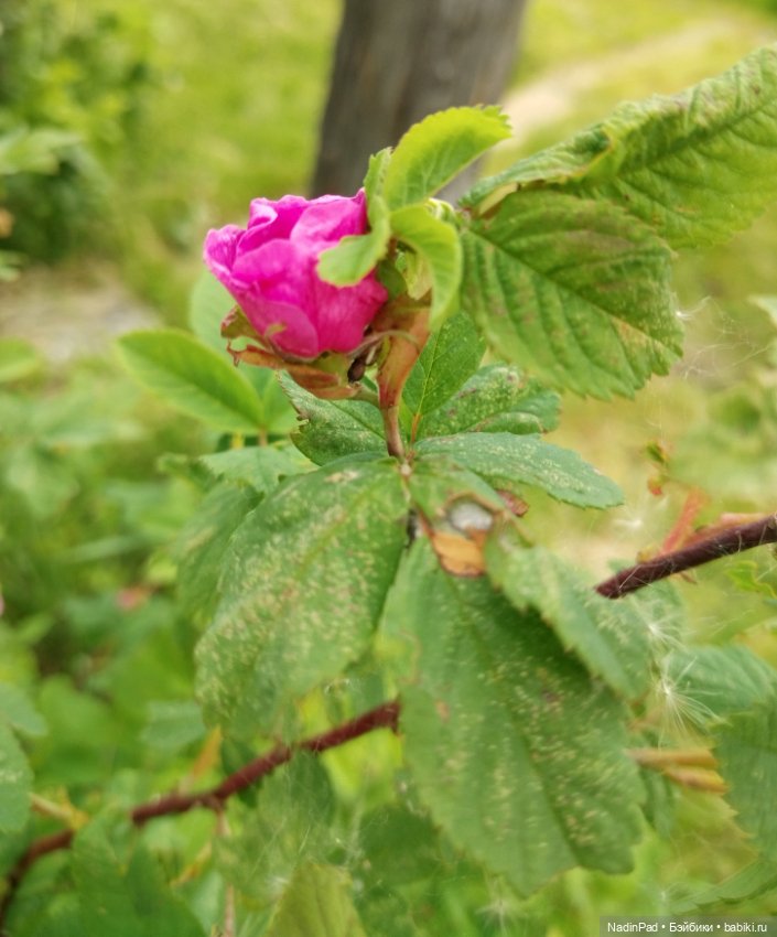 Зелёное лето — Игровые куклы разных производителей (Разное): редкие бренды