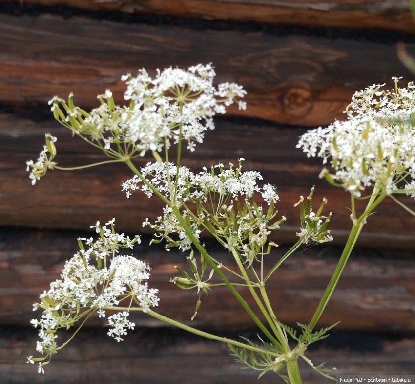 Зелёное лето — Игровые куклы разных производителей (Разное): редкие бренды