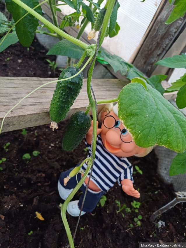 Дядя Увэ и первый огурец 🥒