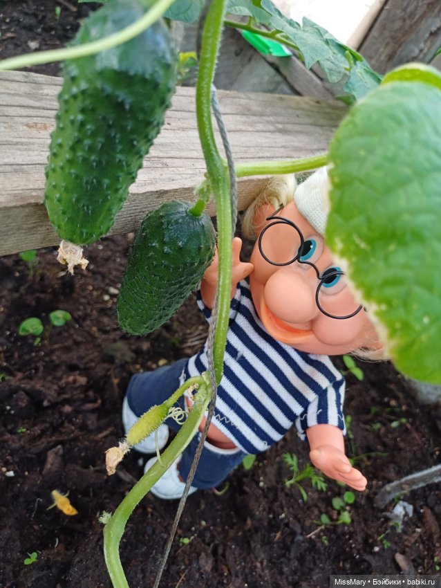 Дядя Увэ и первый огурец 🥒