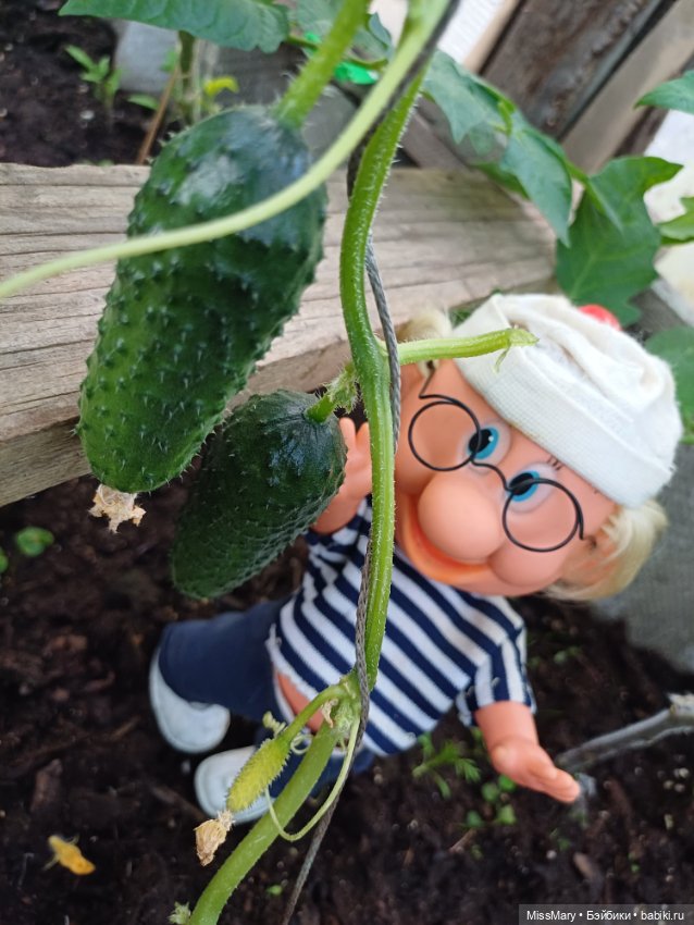 Дядя Увэ и первый огурец 🥒
