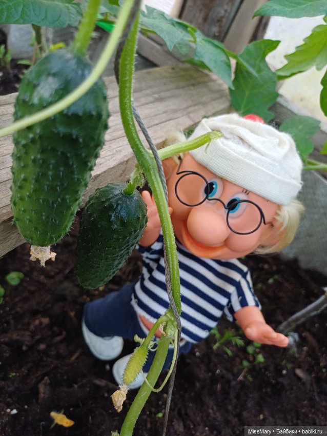 Дядя Увэ и первый огурец 🥒