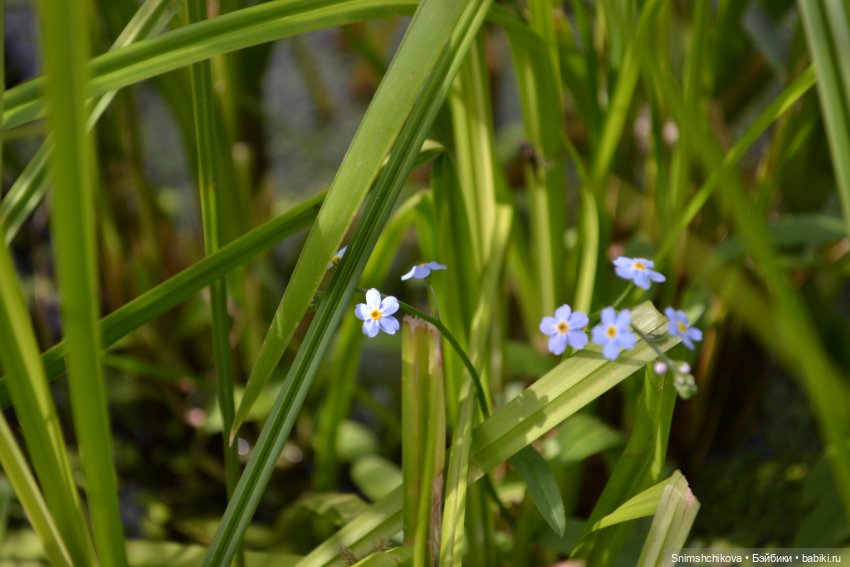 "Гляжу в озера синие..." — Куклы Tafidolls (Татьяна Филенко): российские BJD (БЖД) (фото 8)