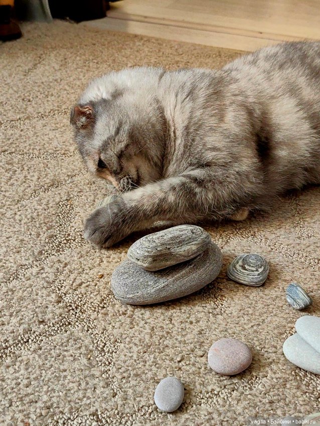 Помощница — В мире животных: смешные фото питомцев и зверей (фото 9)