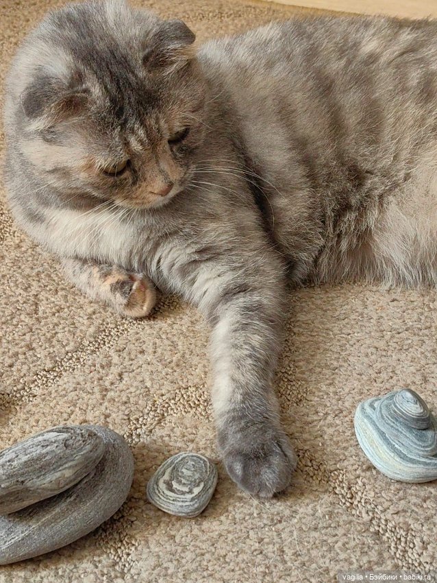 Помощница — В мире животных: смешные фото питомцев и зверей (фото 5)