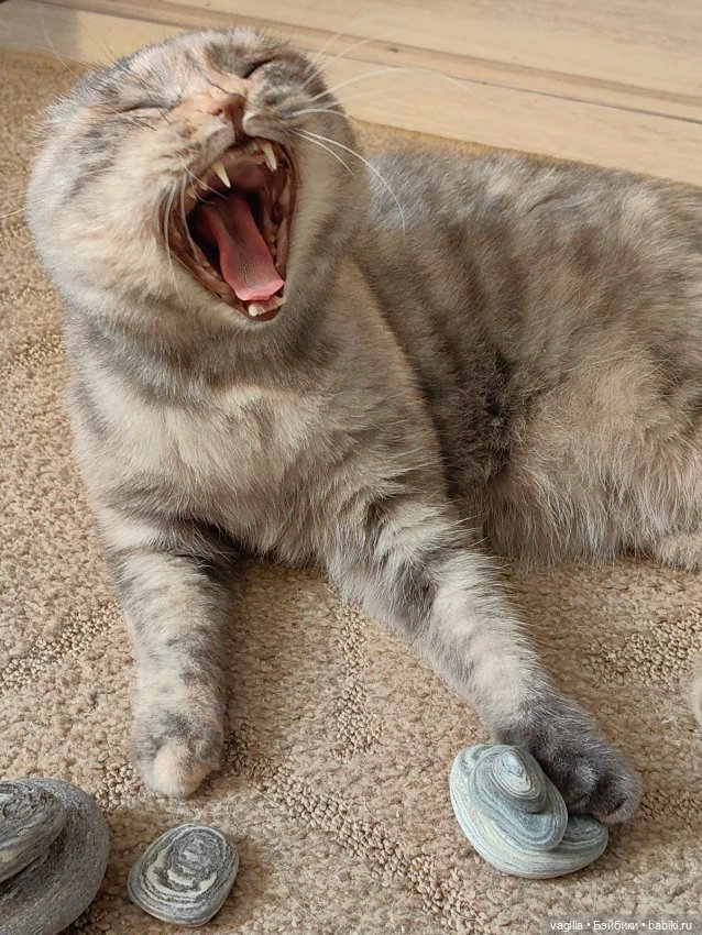 Помощница — В мире животных: смешные фото питомцев и зверей (фото 2)