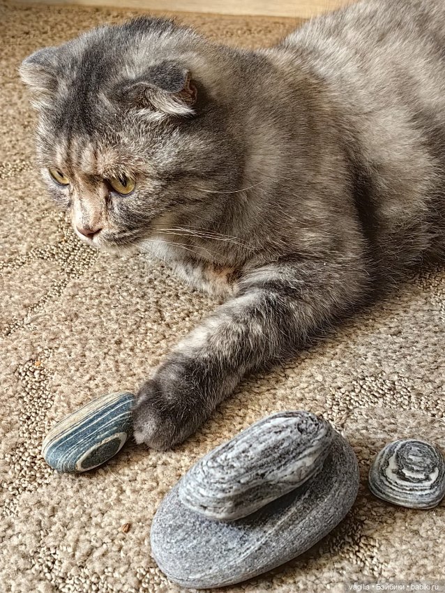 Помощница — В мире животных: смешные фото питомцев и зверей (фото 4)