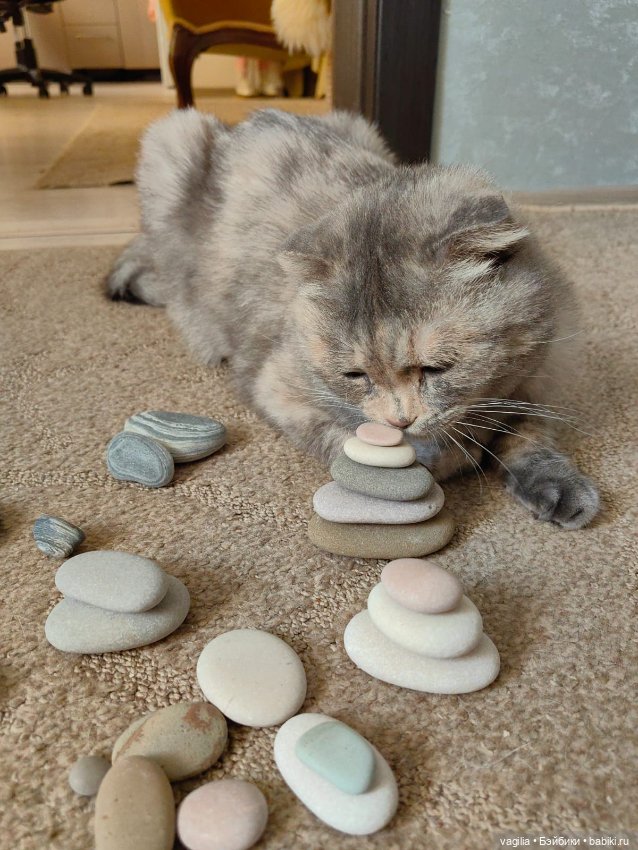 Помощница — В мире животных: смешные фото питомцев и зверей (фото 6)