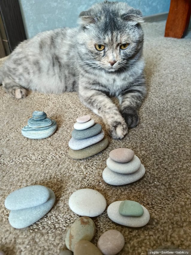 Помощница — В мире животных: смешные фото питомцев и зверей (фото 3)