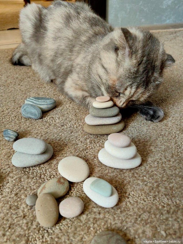 Помощница — В мире животных: смешные фото питомцев и зверей (фото 8)