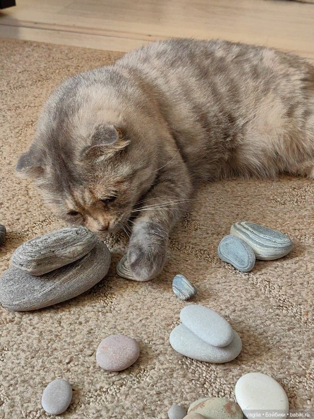 Помощница — В мире животных: смешные фото питомцев и зверей (фото 7)