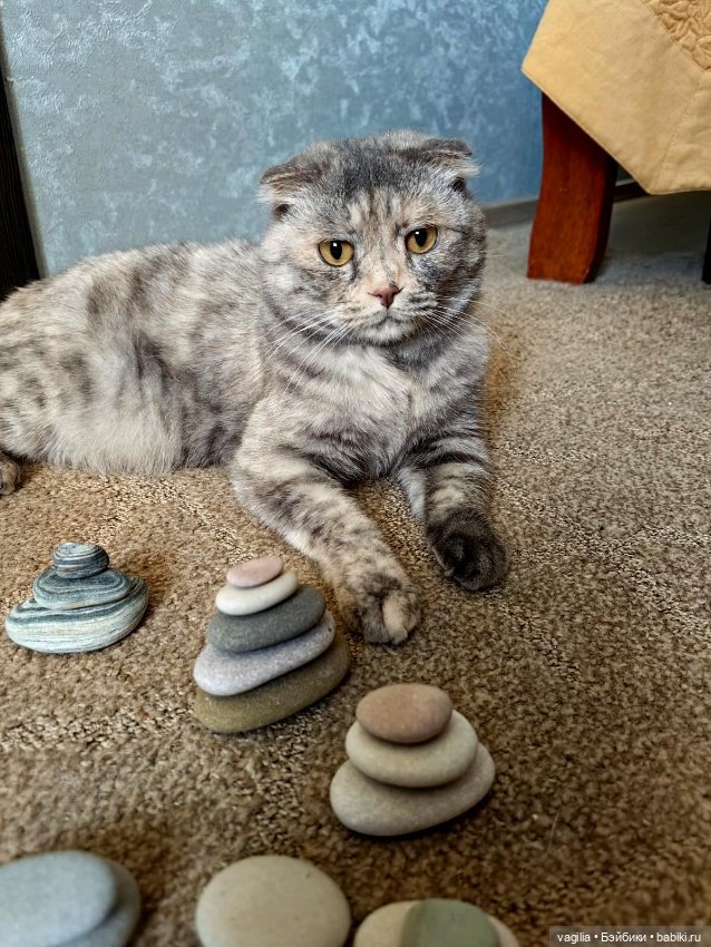 Помощница — В мире животных: смешные фото питомцев и зверей (фото 10)