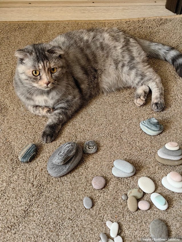 Помощница — В мире животных: смешные фото питомцев и зверей