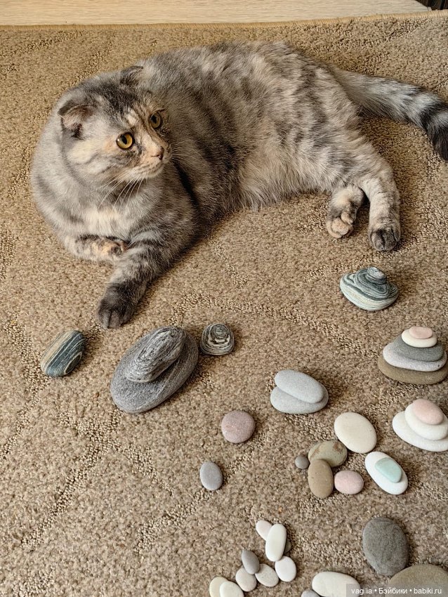 Помощница — В мире животных: смешные фото питомцев и зверей