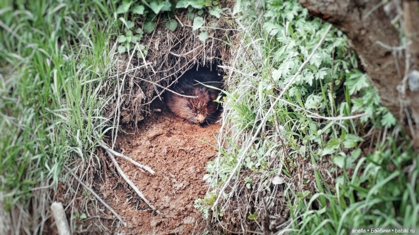 Дик. Весеннее — Экшн