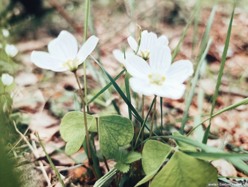 Дик. Весеннее — Экшн (фото 2)