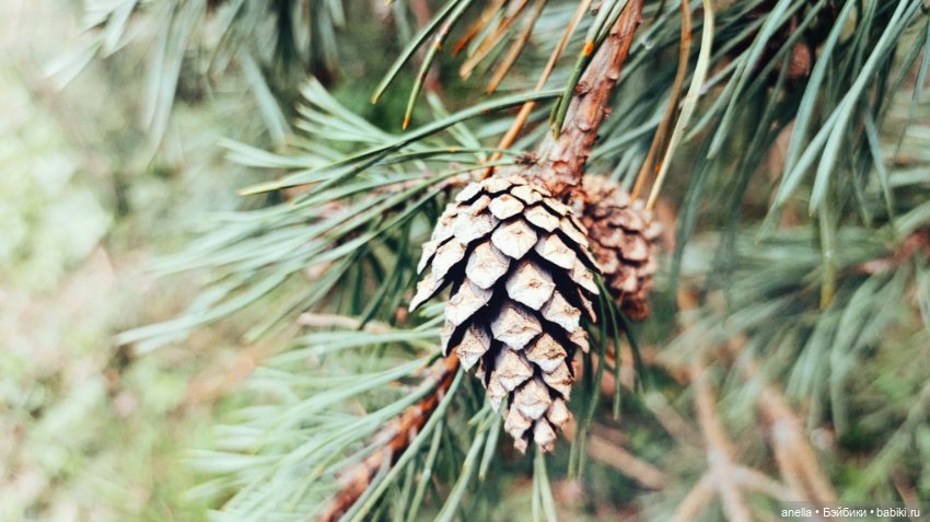 Дик. Весеннее — Экшн