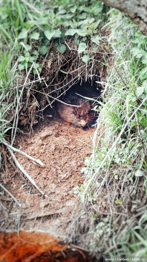 Дик. Весеннее — Экшн