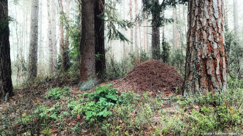 Дик. Весеннее — Экшн