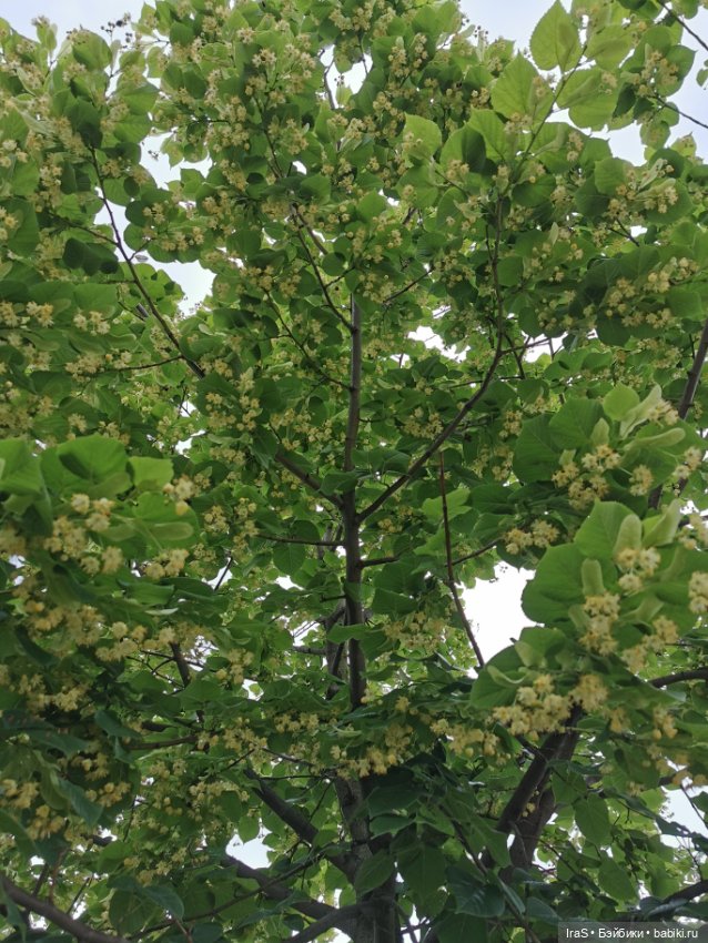 Сицилия гуляет🙂 — Разные шарнирные куклы (не БЖД): редкие