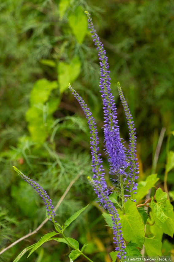 Мои сладкие булочки ❤️❤️❤️