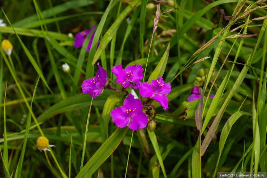 Мои сладкие булочки ❤️❤️❤️