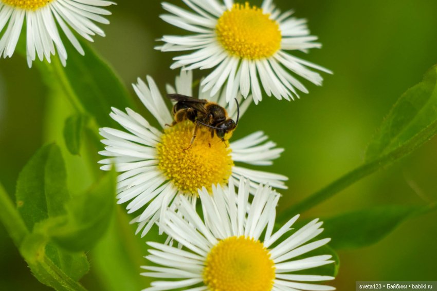 Мои сладкие булочки ❤️❤️❤️