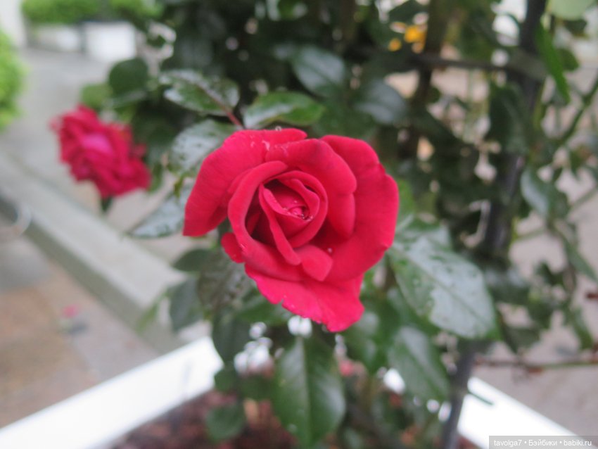 Лисичка Enchantimals на фоне витрин Hermès