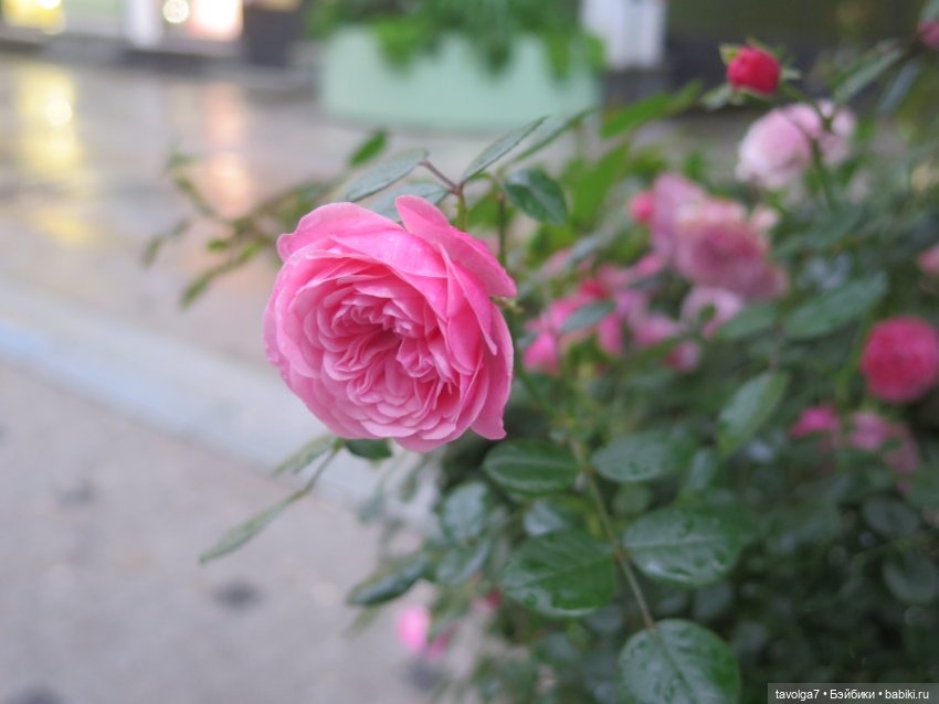 Лисичка Enchantimals на фоне витрин Hermès