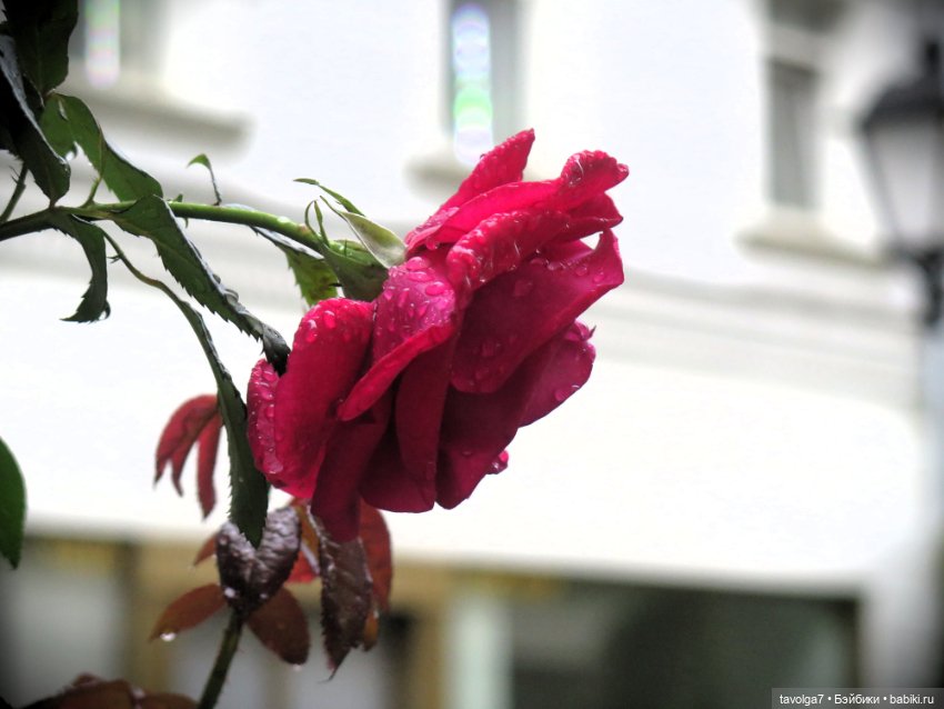 Лисичка Enchantimals на фоне витрин Hermès