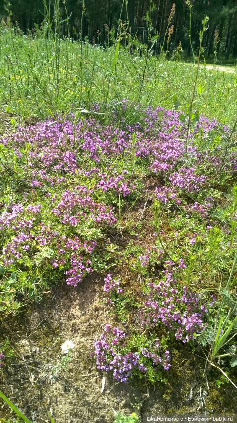 Сестра приехала — Куклы Baboliy (Баболи (фото 7)