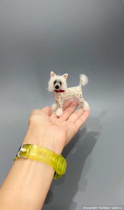 Китайская хохлатая собака (фото 6)