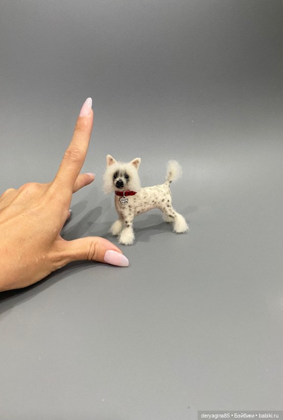 Китайская хохлатая собака (фото 9)