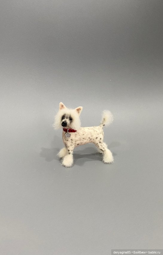 Китайская хохлатая собака (фото 8)