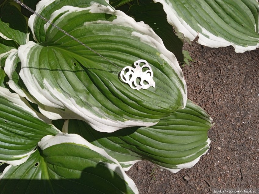 Ботсад Петра Великого 2.7.2025 (фото 5)