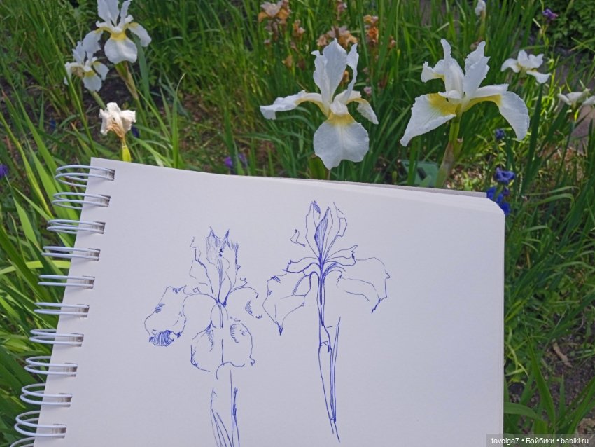 Ботсад Петра Великого 2.7.2025 (фото 9)