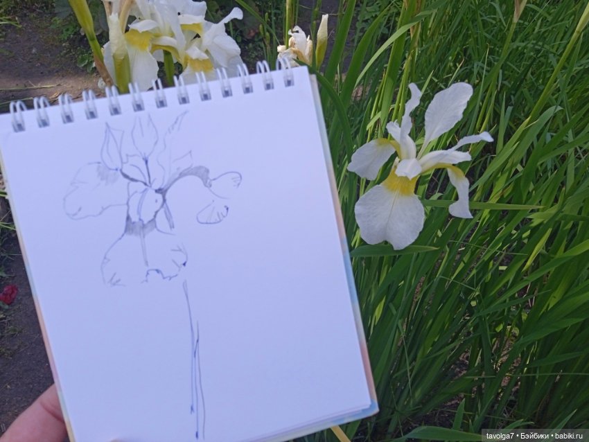 Ботсад Петра Великого 2.7.2025 (фото 10)