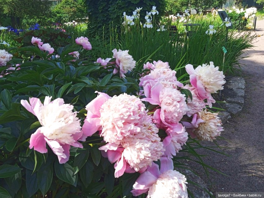 Ботсад Петра Великого 2.7.2025 (фото 7)