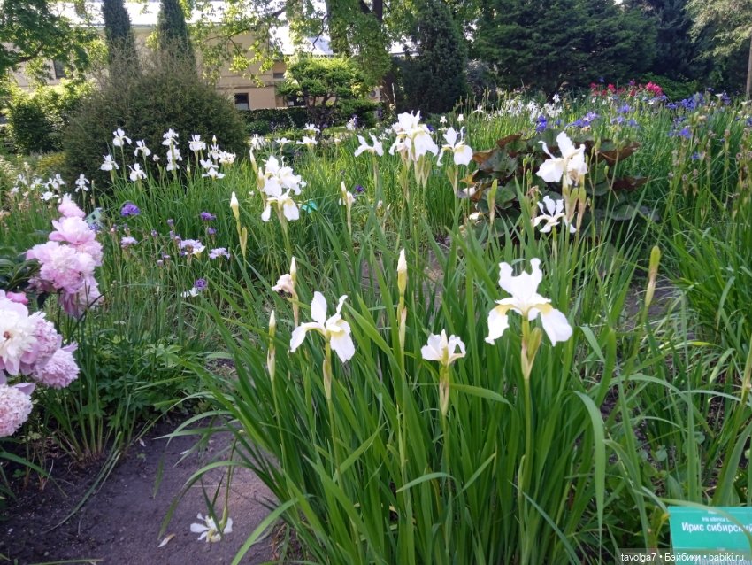 Ботсад Петра Великого 2.7.2025