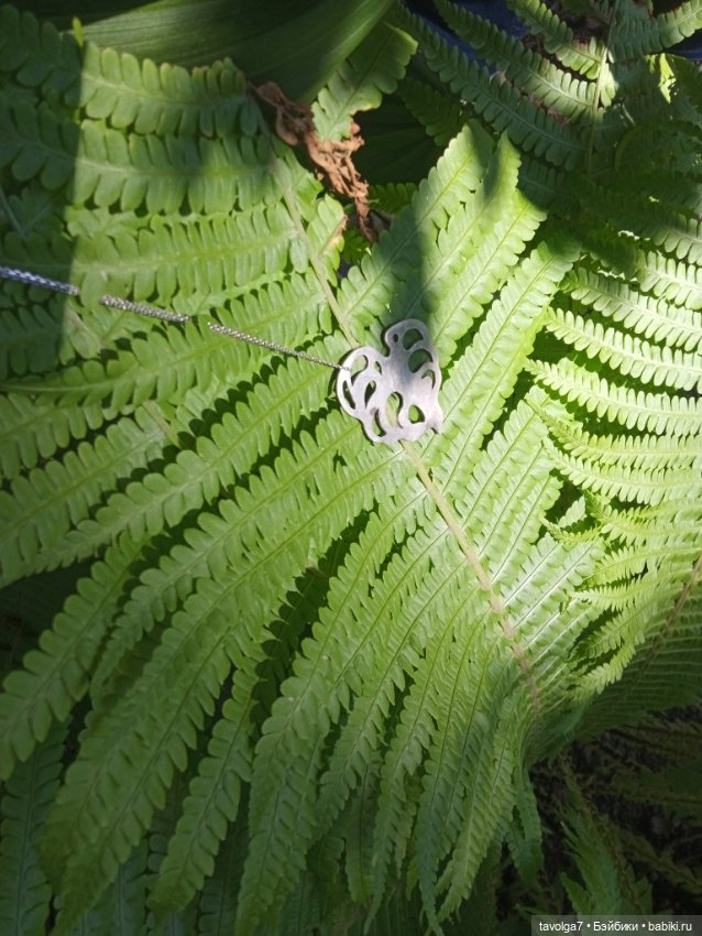 Ботсад Петра Великого 2.7.2025 (фото 6)