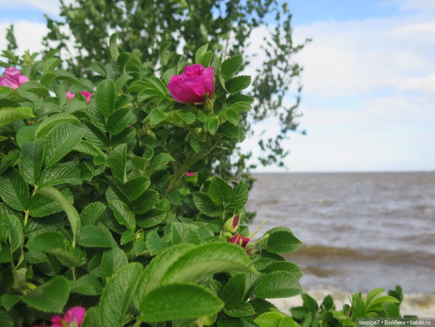 Джой Ле Фрог Regal Academy и компания у северного моря (фото 8)