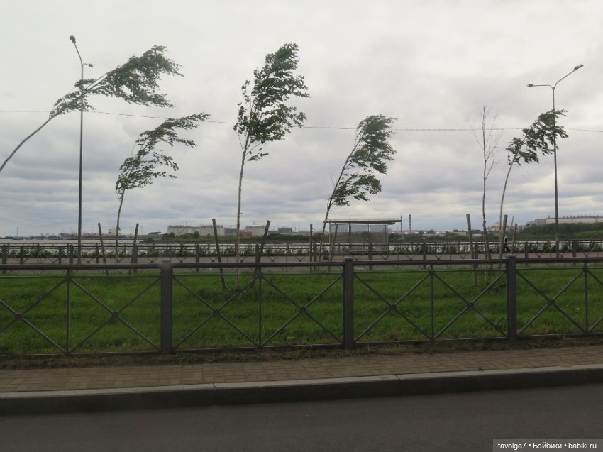 Джой Ле Фрог Regal Academy и компания у северного моря