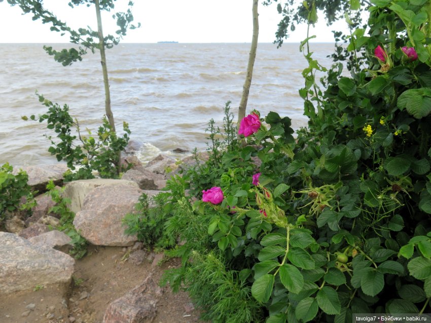 Джой Ле Фрог Regal Academy и компания у северного моря (фото 4)