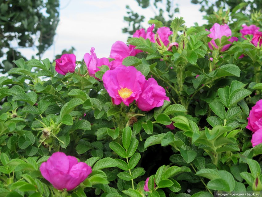 Джой Ле Фрог Regal Academy и компания у северного моря (фото 3)