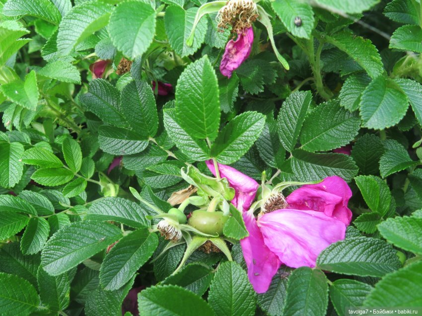 Джой Ле Фрог Regal Academy и компания у северного моря (фото 9)