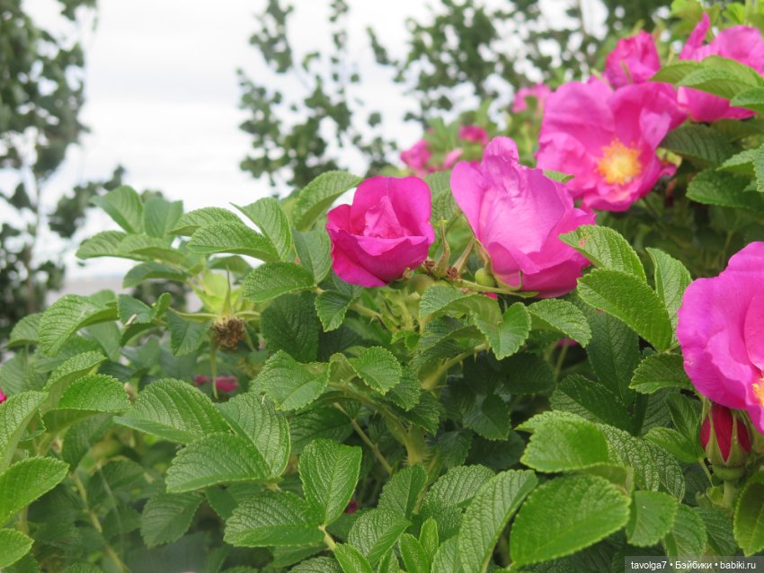 Джой Ле Фрог Regal Academy и компания у северного моря