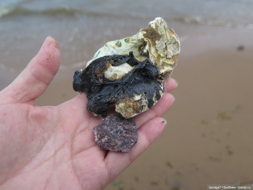 Джой Ле Фрог Regal Academy и компания у северного моря